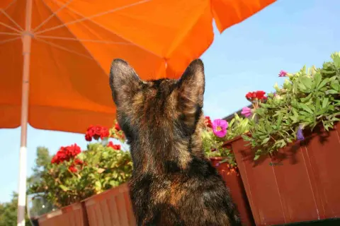 A tortoiseshell cat sits under an orange umbrella, surrounded by flowers. This scene prompts the question: how hot is too hot for cats?