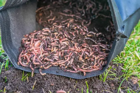 Mnóstwo czerwonych robaków wylewa się z czarnej torby na ziemię w ogrodzie.