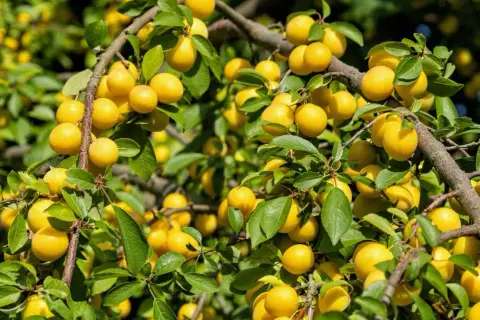 Un mirabellier bien chargé de fruits jaunes. Combien de temps pour avoir des fruits ? Souvent 3 à 5 ans après plantation.