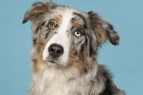 Ein Australian Shepherd mit faszinierenden, unterschiedlich gefärbten Augen, die wie blaue Saphire und Bernstein leuchten.