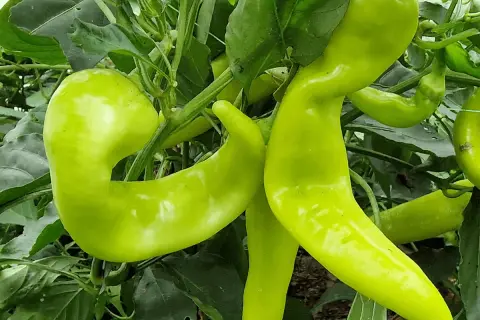 Gröna, böjda banana peppers hänger från en planta. Dessa svenska delikatesser är redo att skördas.