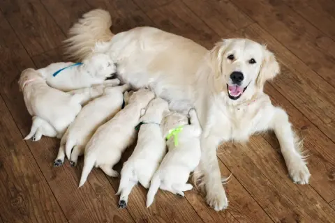 Una perra golden retriever amamanta a sus cachorros. Desde cuando se cuenta el embarazo de una perra, es un momento de ternura y cuidado.