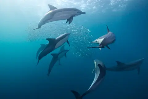 Stado delfinów, być może delfinów zwyczajnych, poluje na ławicę ryb. Różne gatunki delfinów żyją w oceanach.