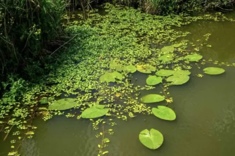 Un étang verdoyant où la jussie flotte parmi les nénuphars, avec des roseaux sur la rive.