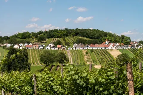 Rząd białych domków z czerwonymi dachami na wzgórzu, otoczony winnicami w regionie Weinviertel.