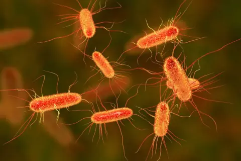 Bakteria coli, skąd się bierze? Te pomarańczowe pałeczki z licznymi wiciami to właśnie E. coli, powszechnie występująca w przewodzie pokarmowym.
