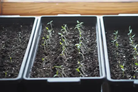 Młode sadzonki pomidorów rosną w doniczkach. Siarczan magnezu pomoże im w zdrowym rozwoju.