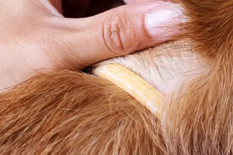 Ein Finger hebt das Fell eines Hundes an, um einen gelben Floh-Halsband-Streifen zu enthüllen.