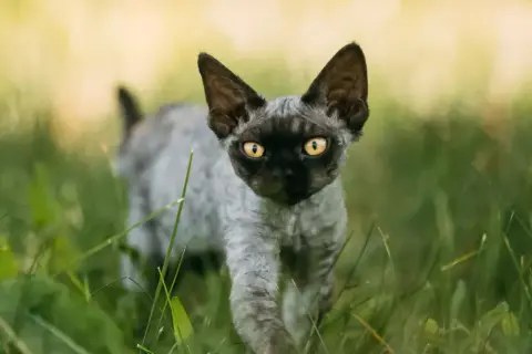Gdzie znaleźć koty Devon Rex w Zachodniopomorskiem i ile kosztują