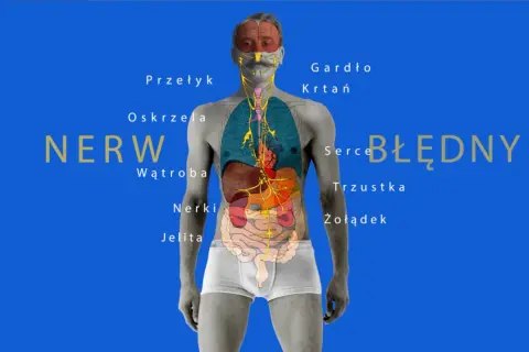 Anatomia nerwu błędnego z zaznaczonymi organami: mózg, gardło, krtań, przełyk, oskrzela, serce, wątroba, trzustka, nerki, żołądek, jelita.