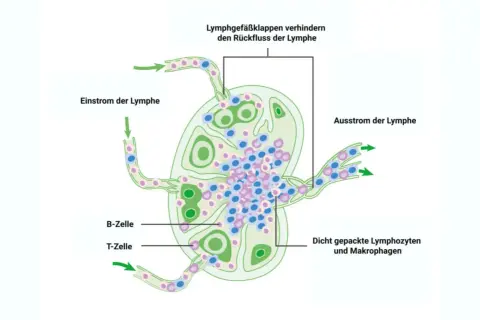 Schema eines Lymphknotens: Einstrom und Ausstrom von Lymphe, B- und T-Zellen, Makrophagen. Die Lymphknoten-Histologie zeigt die Filterfunktion.