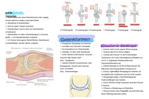 Abbildung zeigt verschiedene Gelenkformen, darunter ein Kugelgelenk, das als unechtes Gelenk beschrieben wird.