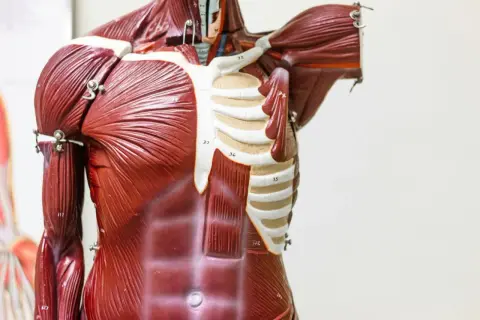 Model anatomiczny klatki piersiowej z widocznymi mięśniami brzucha i klatki piersiowej. Widać żebra i fragment przepony.
