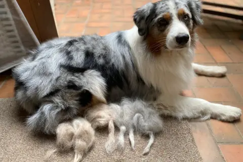 Ein wunderschöner Australian Shepherd liegt entspannt da. Neben ihm liegen Büschel seines Fells, die er während seiner Läufigkeit verloren hat.