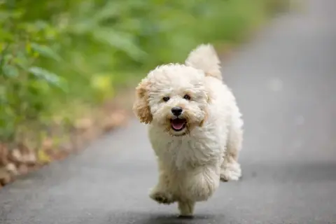 Un adorable maltipoo toy adulto corre feliz por un camino, con el pelo rizado y la lengua fuera.