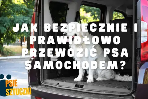Jak bezpiecznie i prawidłowo przewozić psa w samochodzie? Złoty retriever czeka na podróż.