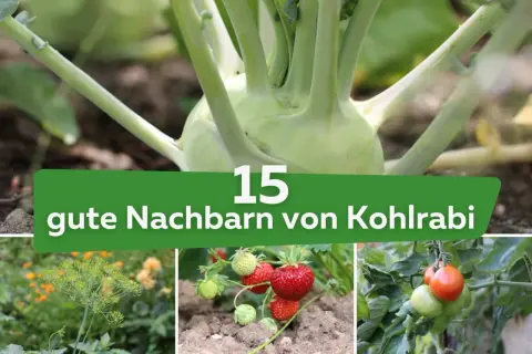 Kohlrabi im Beet mit Erdbeeren und Tomaten. Erfahre, welche Pflanzen gute Nachbarn für Kohlrabi sind.