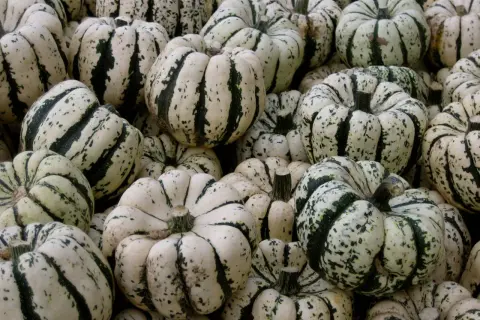 Un tas de courges patidou, blanches et vertes, prêtes pour l'automne.