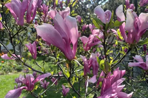 Kwitnąca magnolia w kolorze różowym. Idealny czas, by zastanowić się, kiedy sadzić magnolię, by cieszyć się jej pięknem.
