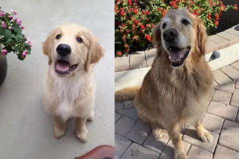 Pies czy Suka Golden Retriever? Porównanie, które rozwieje wątpliwości