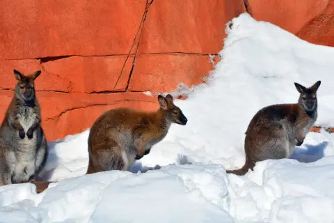 Trzy kangury w śniegu na tle pomarańczowej skały. Niezwykły widok, jak na zimę w Australii.