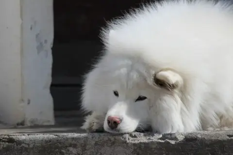 Smutny samoyed leży na betonie. Weterynarz badał jego kreatyninę u psa, martwiąc się o jego zdrowie.