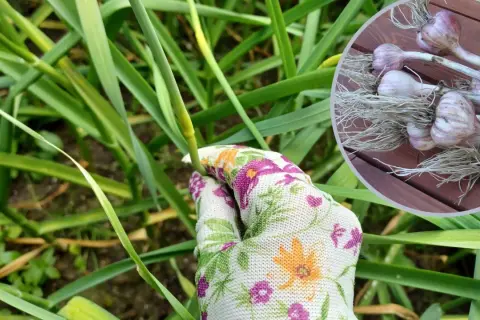 Ręka w rękawiczce zbiera zielone łodygi, a w okręgu widać świeżo wykopany kwiat czosnku z korzeniami.