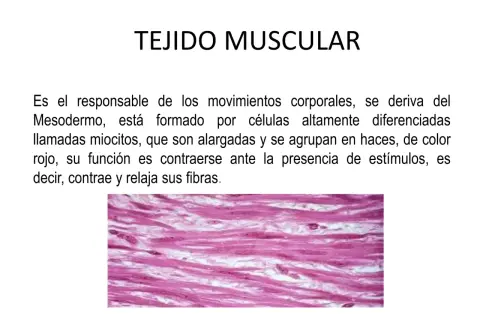 El tejido muscular: ¿Cómo funciona y por qué es clave para tu vida?