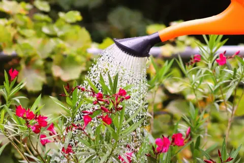Arrosage d'un laurier rose en fleurs avec un arrosoir orange. L'eau tombe en pluie fine sur les feuilles vertes et les pétales roses.