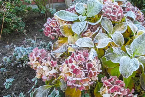 Kletterhortensie im Winter: Frost bedeckt die verblühten Blüten und Blätter, ein zarter Hauch von Eis.