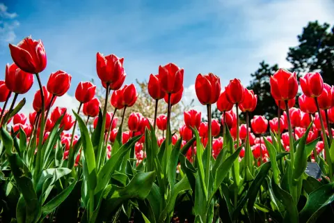 Pole czerwonych tulipanów, jak flora incognita, rozkwita pod błękitnym niebem.