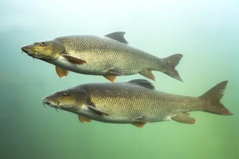 Zwei Barben schwimmen unter Wasser, bereit für die barbe laichzeit. Ihre Schuppen glänzen im diffusen Licht.