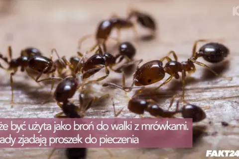 Jak wykorzystać przeterminowany proszek do pieczenia? Sprytne triki!