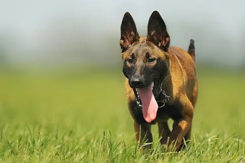 Malinois biegnie przez trawę, dysząc. To idealny moment, by zacząć uczyć psa posłuszeństwa.