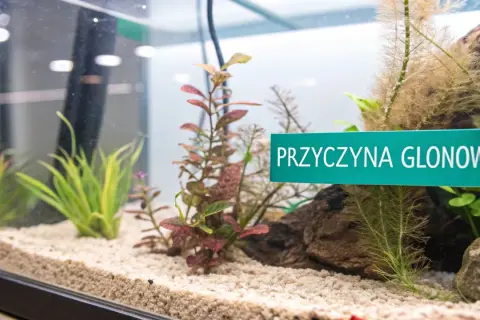 Zielona tabliczka "PRZYCZYNA GLONOW" w akwarium z piaskiem i roślinami wodnymi.