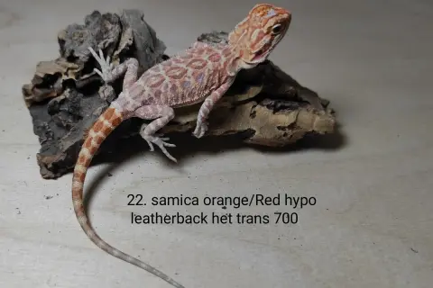 Urocza agama brodata samica orange/red hypo leatherback, cena 700. Idealna do terrarium.