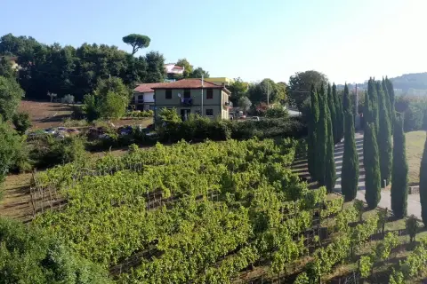 Vigneti rigogliosi sotto il sole, con una casa in collina e filari di cipressi. Immagina il profumo del Fiano di Avellino DOCG.