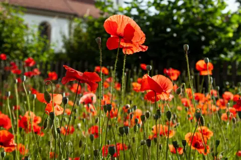 Pole pełne czerwonych maków. W tle widać budynek i zielone drzewa. Każdy poppy kwiat jest piękny.