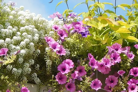 Un mélange coloré de pétunias roses et violets, d'alyssum blanc et de feuillage doré, parfaites plantes pour terrasse ensoleillée.