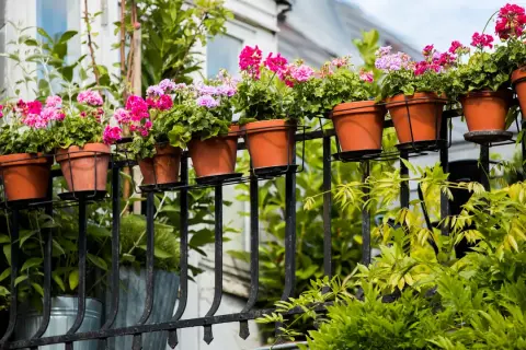 Färgglada blommor i terrakottakrukor pryder balkongräcket. Gröna bladverk ramar in den vackra vyn av blommor på balkong.