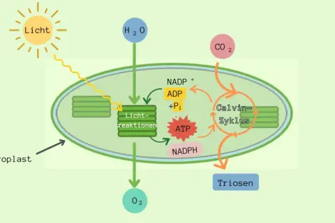 Schema der **Fotosynthese und Zellatmung** im Chloroplasten: Licht, H₂O und CO₂ werden zu Triosen umgewandelt, wobei O₂ freigesetzt wird. ATP und NADPH sind wichtig.