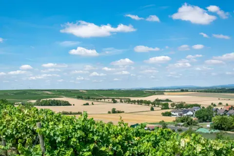 Grüne Weinreben im Vordergrund, dahinter weite Felder und eine kleine Siedlung – eine idyllische deutsche Toskana unter blauem Himmel mit weißen Wolken.