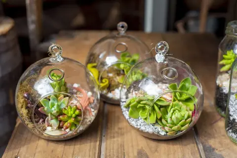 Trois terrariums fermés en verre abritent des succulentes et de petites décorations, créant des mondes miniatures.