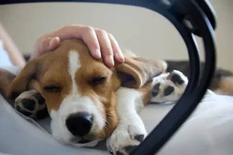 Ręka głaszcze śpiącego szczeniaka beagle. Czasem zastanawiamy się, dlaczego pies piszczy bez powodu, ale ten maluch śpi spokojnie.