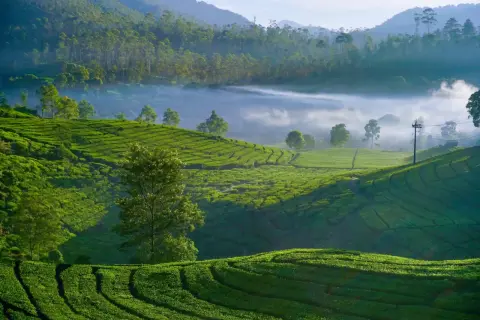 Vastes plantations de thé vert ondulantes, baignées par la lumière du matin, avec du brouillard flottant entre les collines. Un paysage idyllique pour déguster un thé taïwanais.