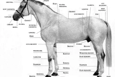 Anatomia konia: grzbiet, łopatka, kopyto, grzywa, potylica, zad, ogon. Detale budowy ciała konia, jak łuk żebrowy, staw skokowy, pęcina, korona.