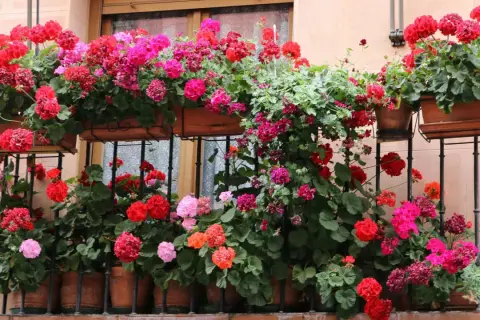 Obfitość kwitnących pelargonii w odcieniach różu i czerwieni zdobi balkon zachodni, tworząc barwny dywan.