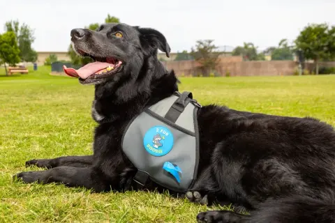 Chien noir couché sur l'herbe, portant un harnais avec un sac ramasse crotte intégré.