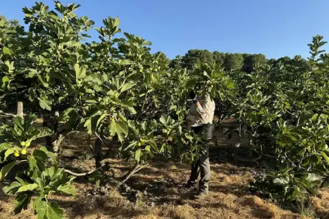 Un agricultor recolecta higos en un huerto. Así es como se hacen los higos, cosechados directamente del árbol.