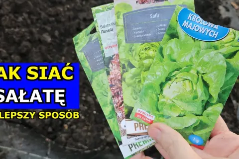 Jak siać sałatę: sprawdzone metody i unikaj najczęstszych błędów